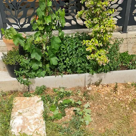 House * Dograde